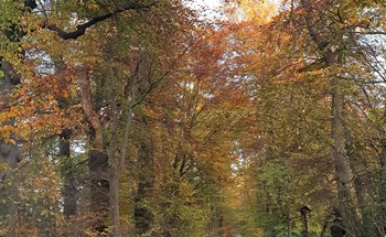 Alte Baumallee im Herbst, Bassenheim